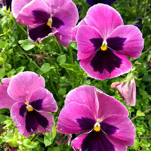 Meet your Posher, Joanne